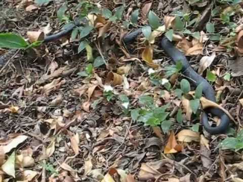 freshwater book Black Snake eats snake