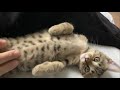 ただただかわいいだけの子猫