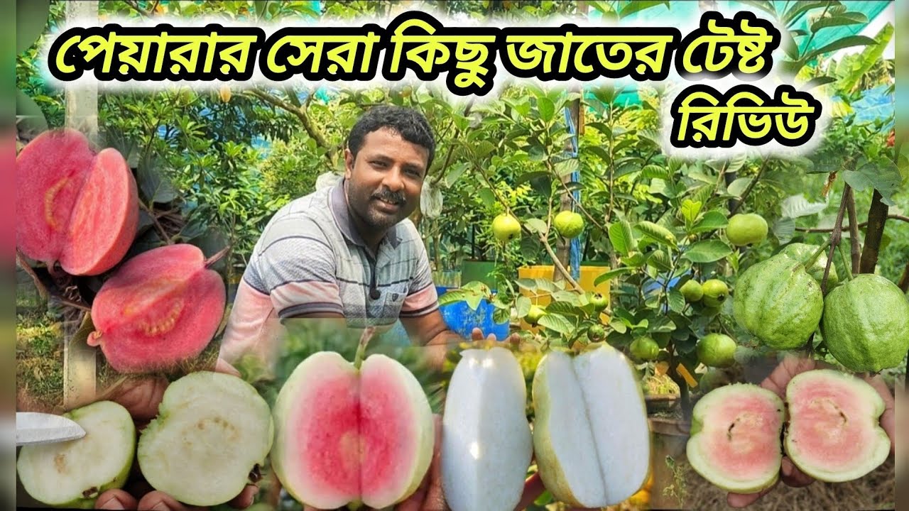 সেরা কিছু পেয়ারার taste review আমার বাগানের। best guava variety.