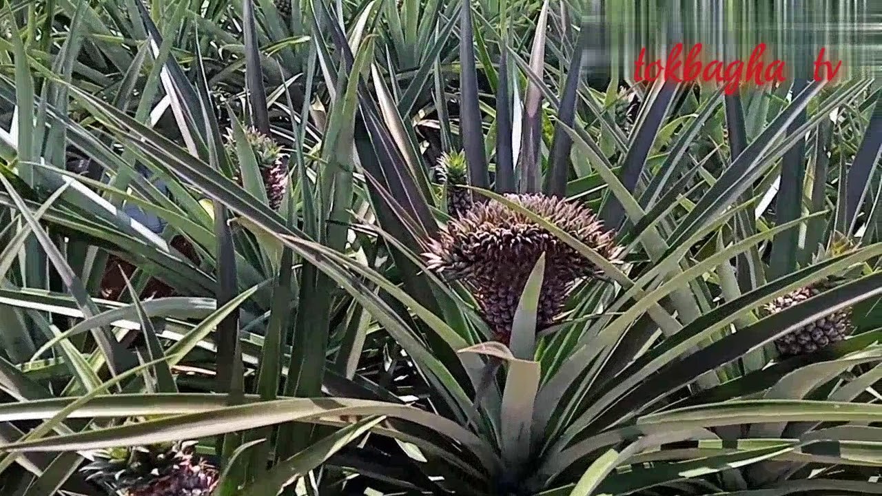 Ladang Nanas Md2... 