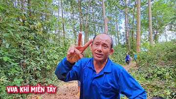 Vua Khỉ cưa tỉa cành cây Sao Siêu Khó tại Vũng Liêm .