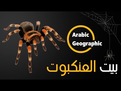 حقائق عن العناكب كيف تبني العناكب بيتها الحيوانات والحياة البرية