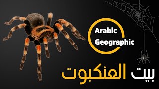 حقائق عن العناكب ( كيف تبني العناكب بيتها ) | الحيوانات والحياة البرية