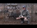 Trapped a huge wild hog sow and sounder big beaver trapping