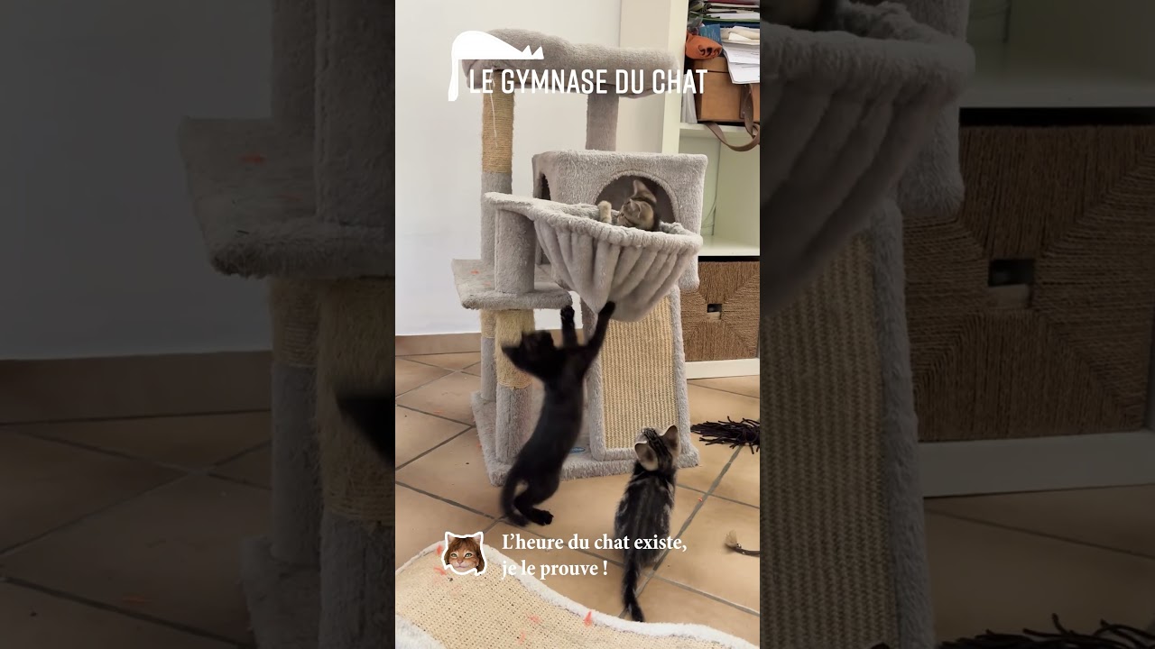 LES CHATS DE SOPHIE L'heure du chat existe, et je le prouve !