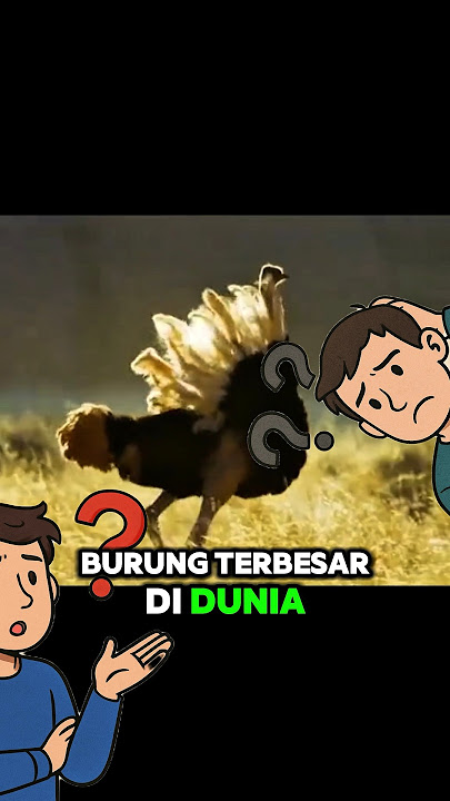 Tau gak sih burung terbesar didunia gak bisa terbang!?! #taugaksih #hewan #burungunta