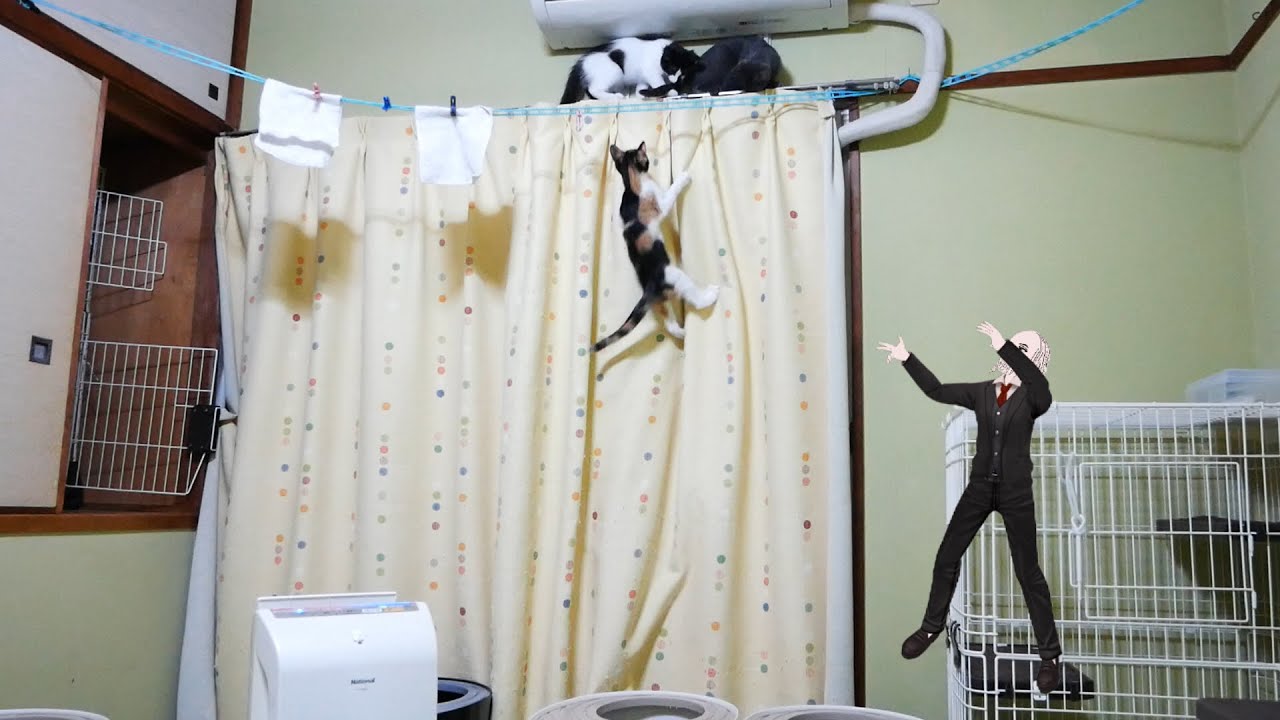 Cat and fairy Sports day Cat and music [14] YouTube