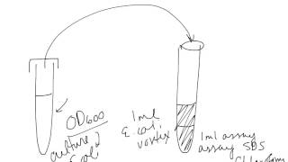 Beta Galactosidase Ays In E. Coli