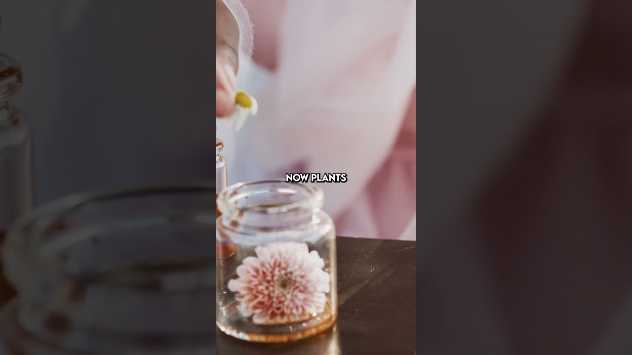 Exploring the Benefits of Plants on Stem Cells