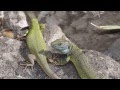 Zld s frge gykok a zemplnben  green and sand lizards in hungary  erdhorvti 20130506