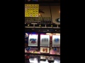 VGT Slot Machines - YouTube