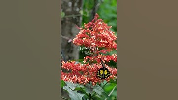 تلاوة من سورة الاحزاب الآية 56 القارئ بيشه وا الكردي #اكسبلور #nature #راحة_نفسية