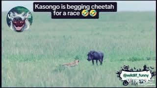 kasongo yeye