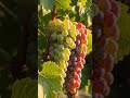 “अंगूर का पूरा सफर 🍇 | Grapes Farming से बाजार तक | 1 मिनट में फुल प्रोसेस”