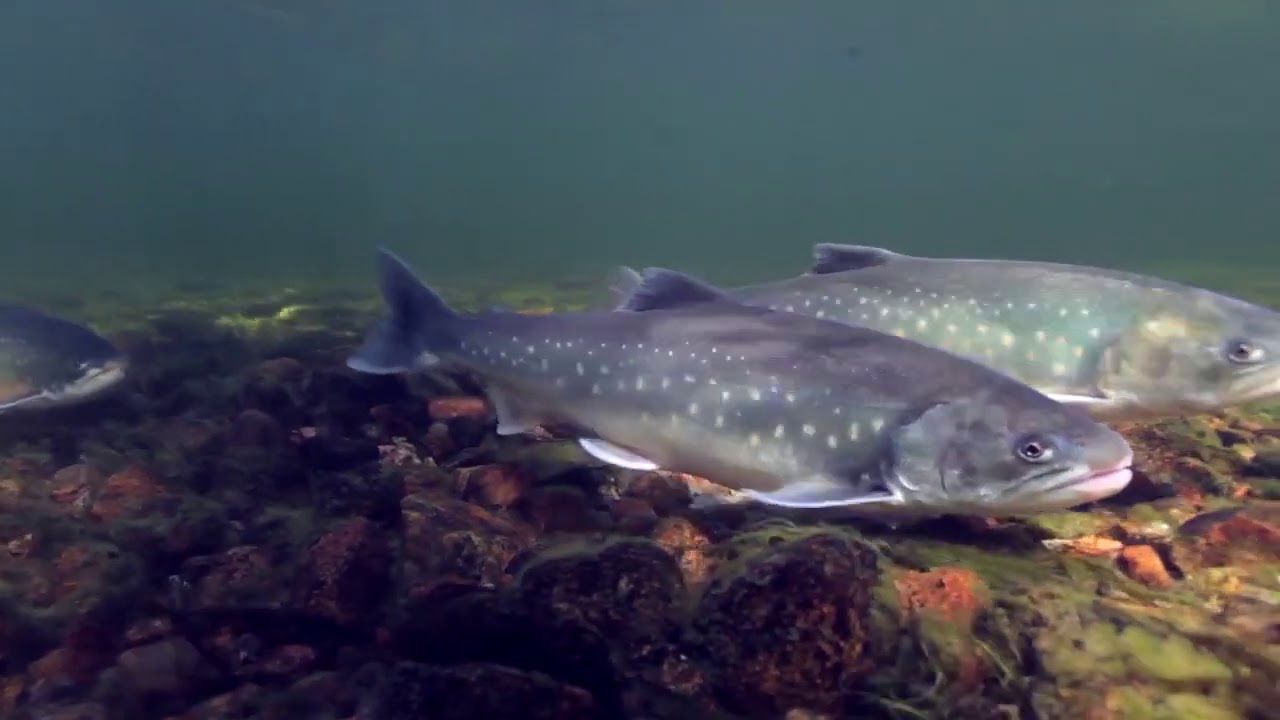 La semaine verte | 50 ans de déclin pour le saumon de l'Atlantique