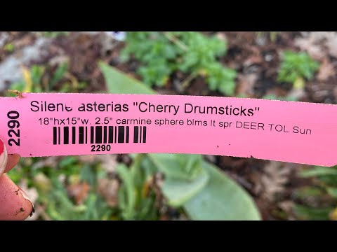 Video: Deadheading Alstroemeria Flowers - Pitäisikö leikata alstroemeria-kasveja