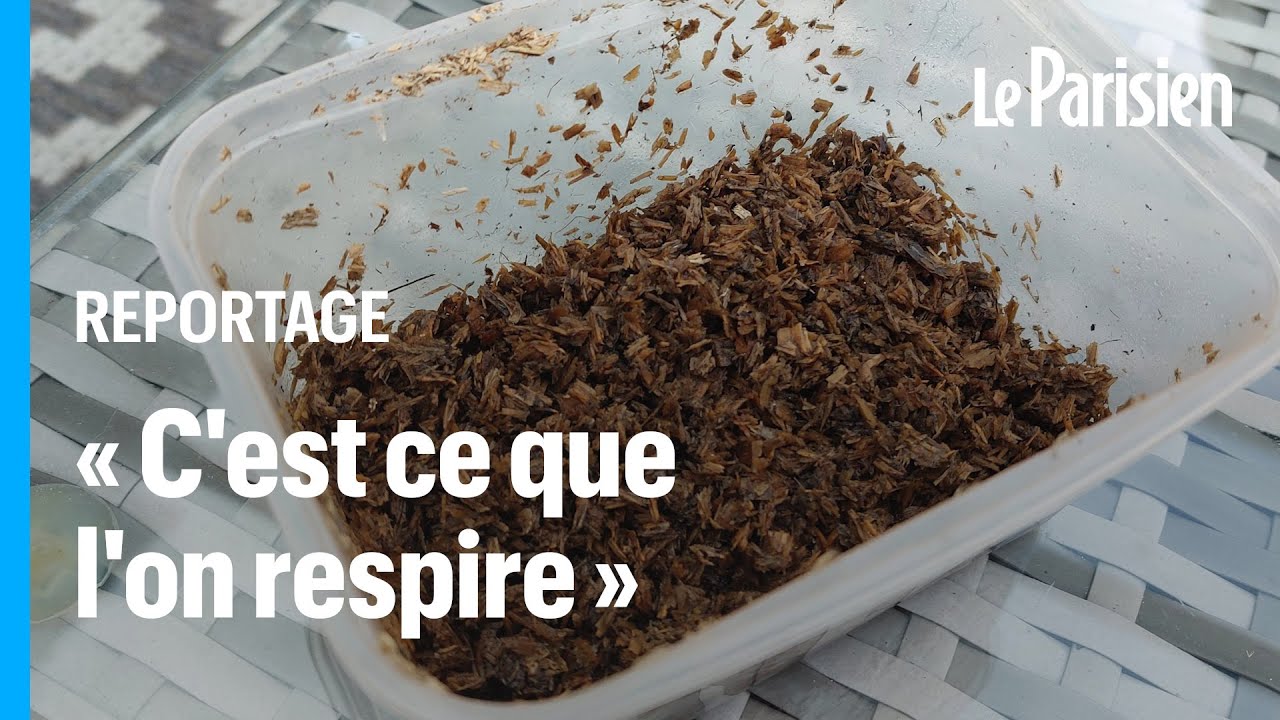 « On nous empoisonne » : des poussières de bois polluent l’air dans les Yvelines