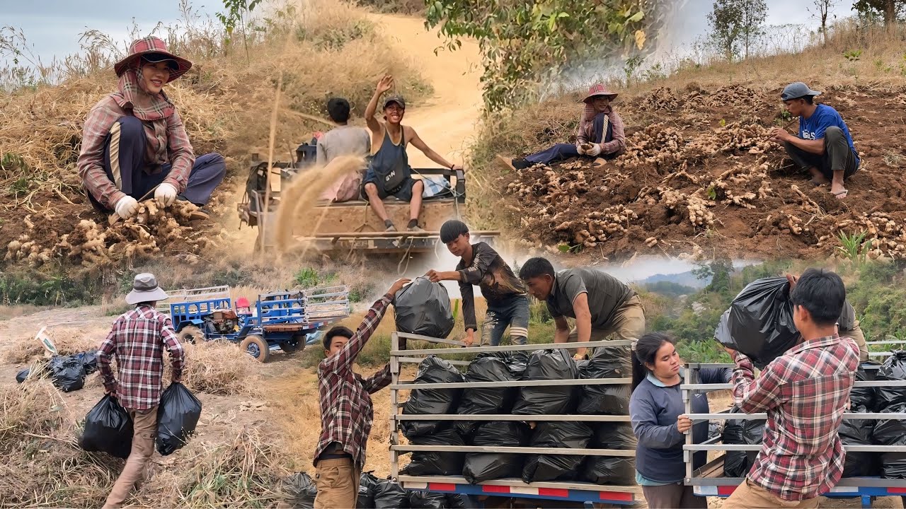 เด็กดอยรีบเก็บเกี่ยวสวนขิงเพื่อเตรียมสินสอดไปสู่ขอแฟน