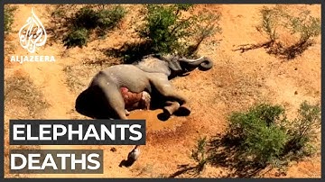 Botswana reports mysterious deaths of hundreds of elephants
