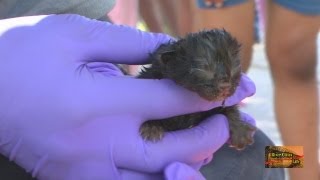 KITTEN REVIVED BY FIREMEN