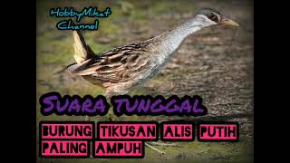 suara tunggal burung tikusan alis putih paling ampuh \