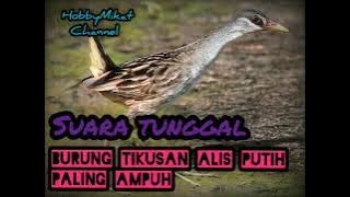 suara tunggal burung tikusan alis putih paling ampuh