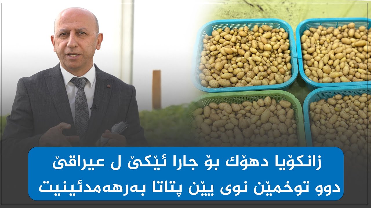 زانكۆیا دھۆك بۆ جارا ئێكێ ل عیراقێ دوو تۆخمێن نوی یێن پتاتا بەرهەمدئینیت