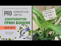 Хлорофитум Грин Бонни - кудрявый, зеленый, неприхотливый цветок.