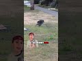 Meet Jimothy The Internet's New Favorite Raccoon