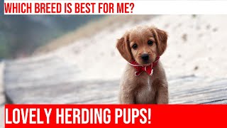 Australian Shepherd vs Border Collie: Which One is Right For You? Border Collie Vs Australian Shepherd Which One Should You Choose
