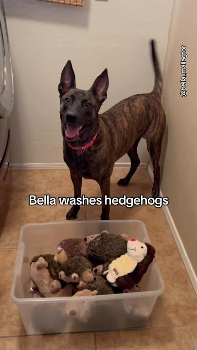 Bella washes her hedgehogs 🦔