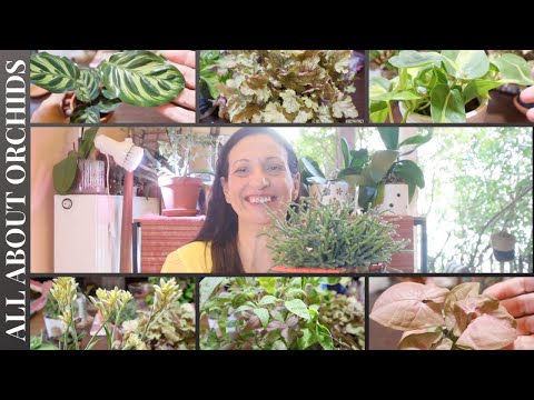 Βίντεο: Φθινοπωρινό επίστρωμα για φυτά - Συμβουλές για το κάλυμμα γύρω από τα φυτά το φθινόπωρο