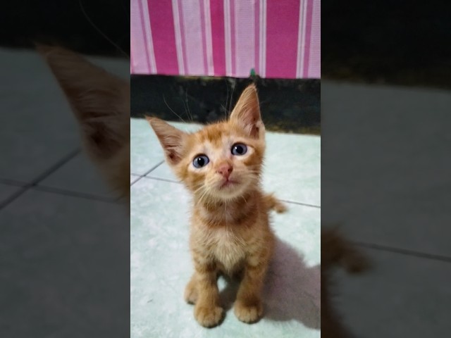 Namaku oyen #videoshorts #shorts #cat #oyen #kucing #anakkucinglucu class=