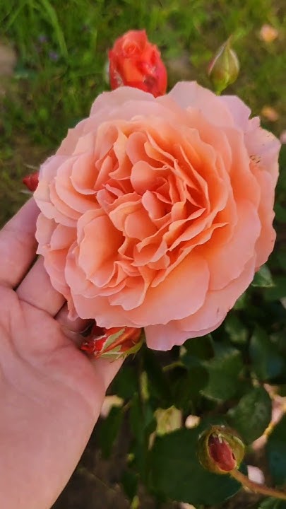 Роза-шраб Бельведер (Belvedere) 🧡 #rose #розы - YouTube