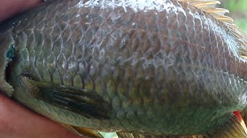 câu cá rô đồng, cá thác lác thiên nhiên: điểm mới cảm giác mới.