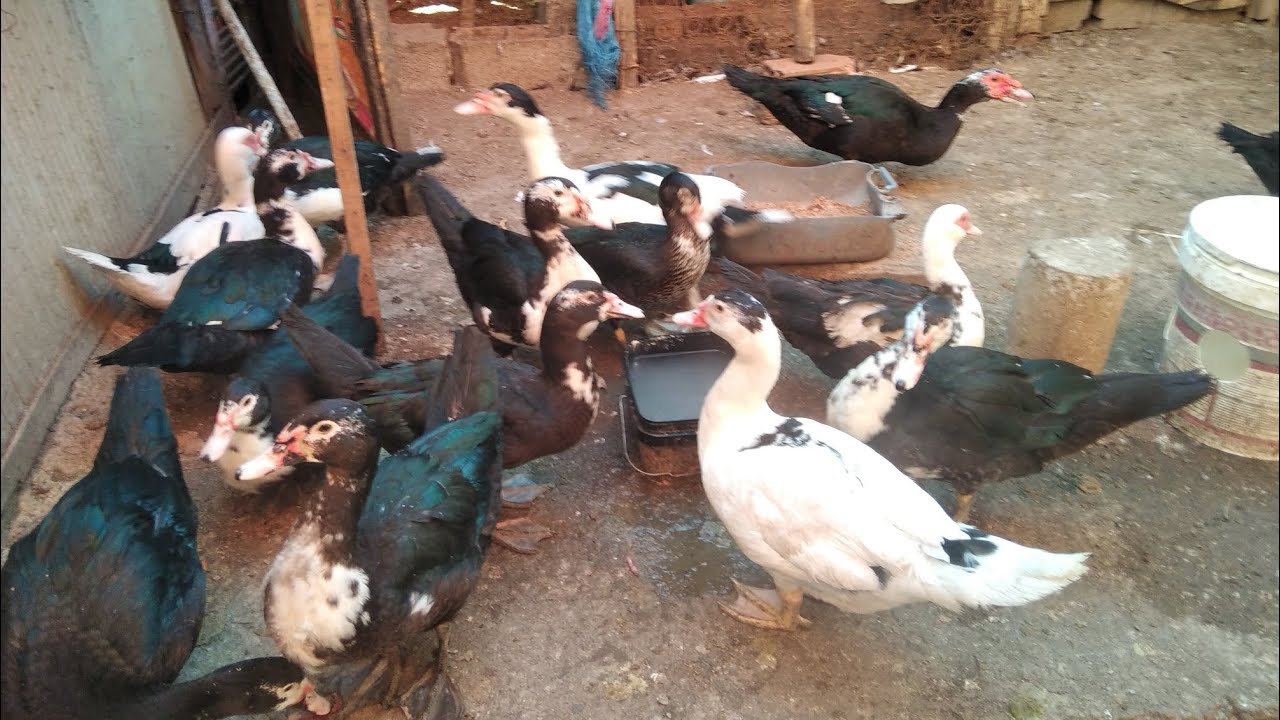 طريقة تربية البط المسكوفي من البداية حتى الإنتاج