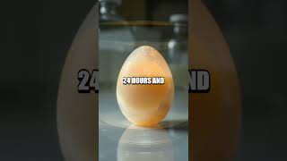 The Amazing Bouncing Egg Experiment