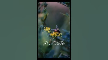 وأوحى ربك إلى النحل / سورة النحل Surah Al-Nahl/ القارئ ماهر المعيقلي