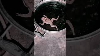A Bath Or Frog Ansay Vlog