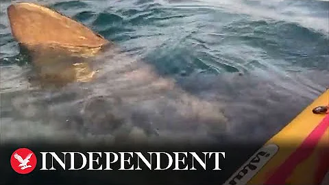Watch moment kayaker comes face-to-face with basking shark off Ireland coast