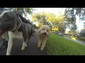Meet the Pack! Take the Lead K9 Training Meet the Pack! Take the Lead K9 Training