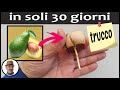 SEMINARE AVOCADO, TRUCCO SEME TAGLIATO GERMINAZIONE VELOCE, avocado seed cut, corte emilla aguacate