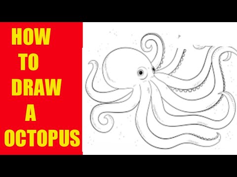 How to draw a octopus - YouTube