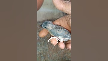 java# java breeding# birds# birds in telugu# viral# YouTube short# short video# trending# Hyderabad