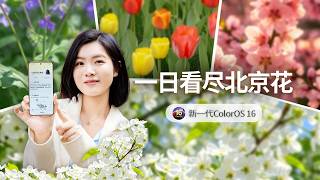 ColorOS 16来了：带 OPPO 新机一日看尽北京花，就这么简单！