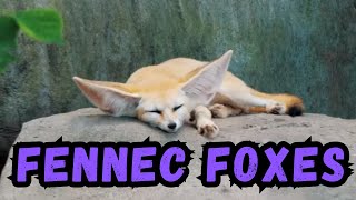 Cooldown with this compilation of FENNEC FOXES by Cooldown Compilation 624 views 4 months ago 2 minutes, 29 seconds