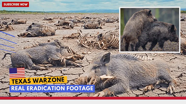 INSANE Wild Hog Eradication in Texas: The Footage They Never Wanted Released