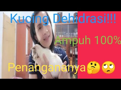 Video: Cara Merawat Dehidrasi Pada Kucing