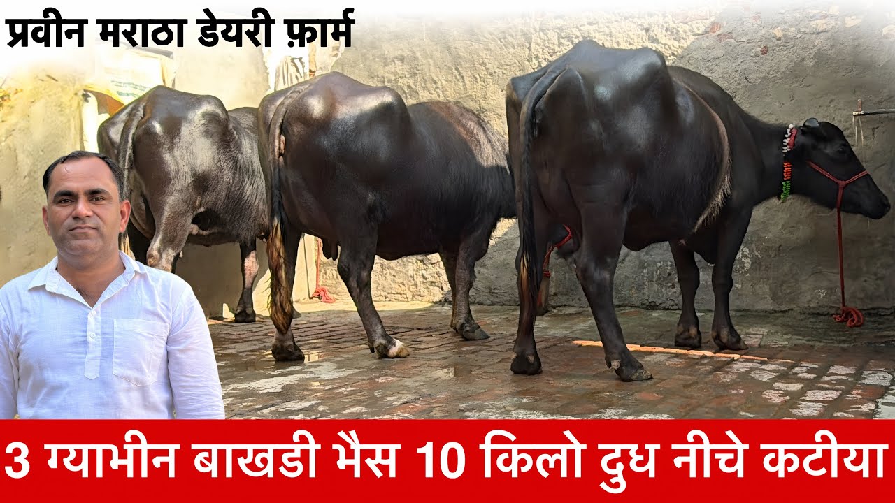 3 ग्याभीन बाखडी नीचे कटीया 10 किलो दूध Parveen Maratha Dairy Farm ✅