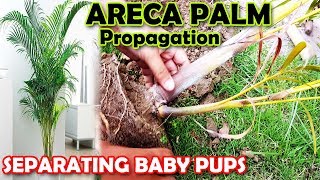 ARECA PALM PROPAGATION | HOW TO PROPAGATE ARECA PALM PUPS - Sprouting Seeds